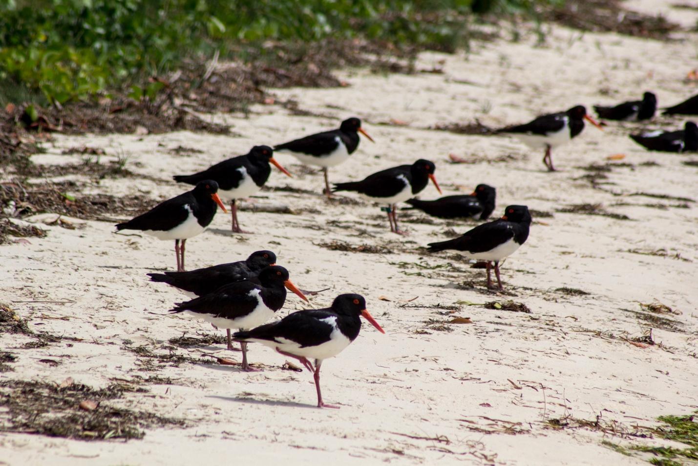 /Users/davidbremner/Desktop/fosi 78 dec 2017/2017 summer newsletter/Pied Oystercatchers_2 Bradburys Beach FOSI image-jpg.jpg