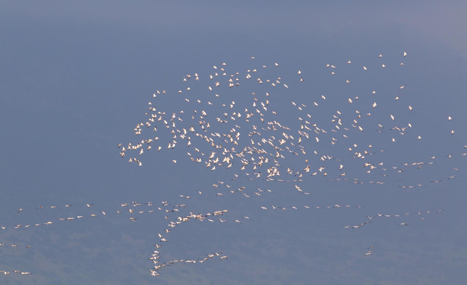 flock of white pelicans2_rsz.jpg