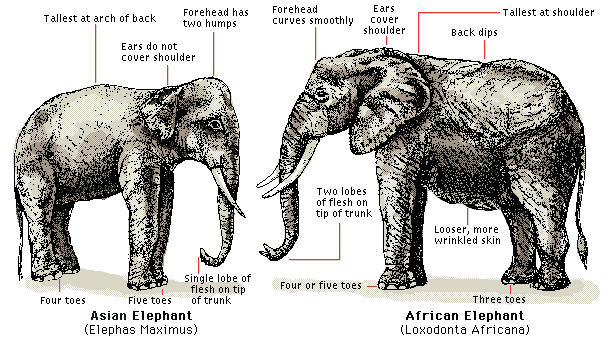 Asian elephant: Research on Asion Elephants - Jatin Verma