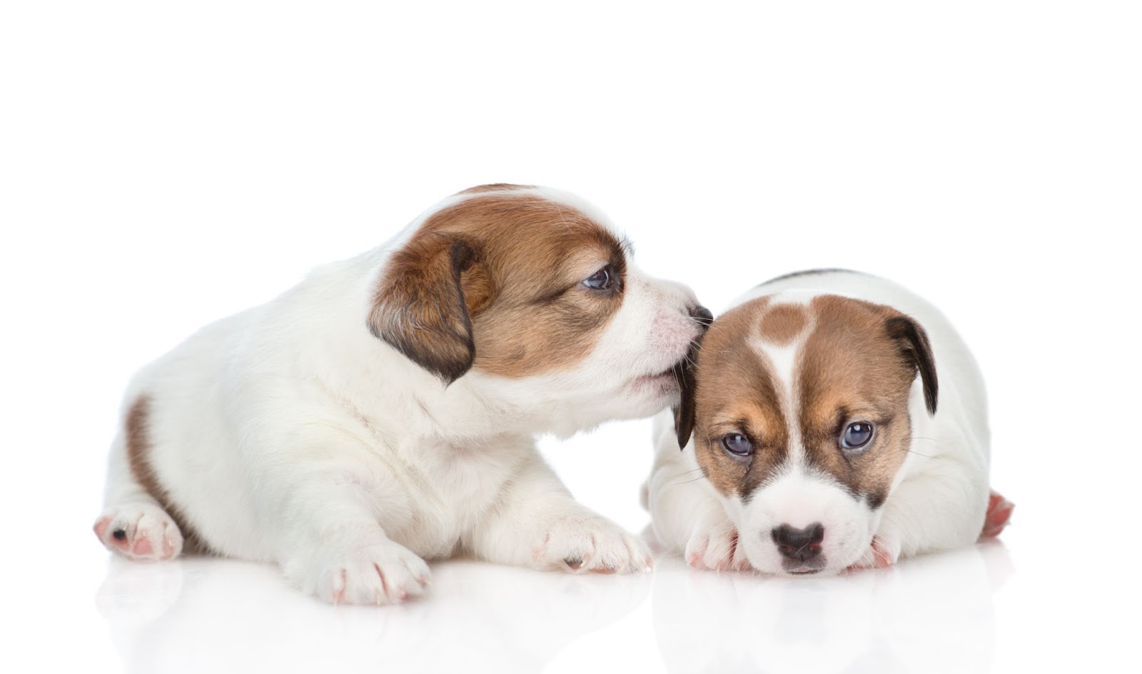Why does your dog lick other dog's ears?