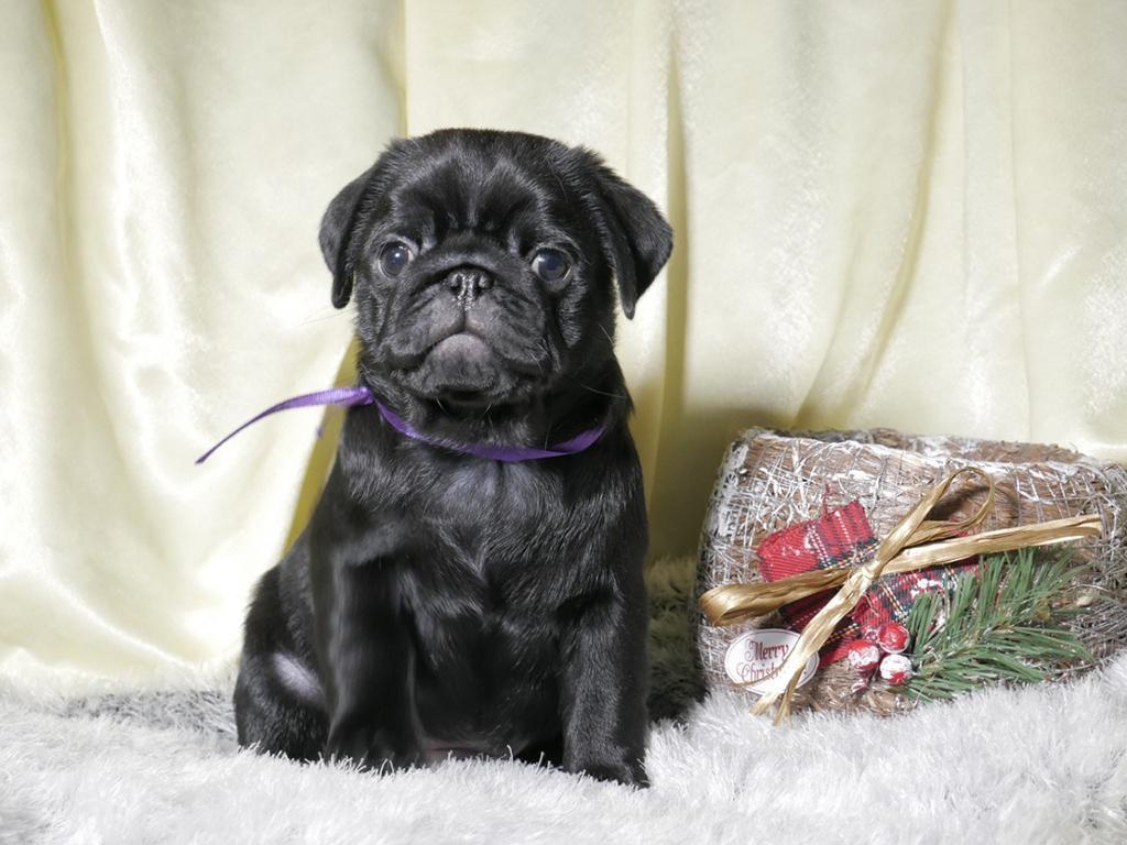 How to Train a Pug Puppy - Angie's Angel Help Network