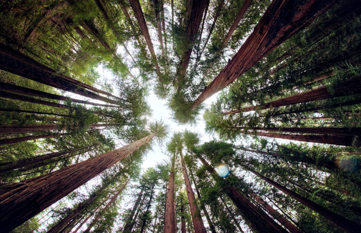 Looking up at tall trees</p>
<p>Description automatically generated with low confidence