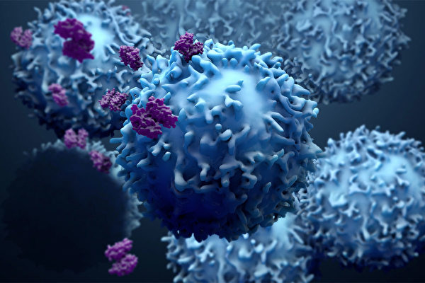 Các nhà nghiên cứu Anh đã bất ngờ phát hiện ra một tế bào miễn dịch có khả năng tiêu diệt nhiều loại tế bào ung thư. (Shutterstock)
