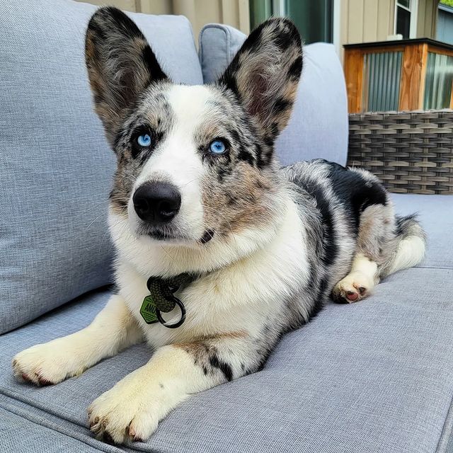 Amos the cardigan welsh corgi