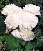 http://www.stokeseeds.com/uploads/product/41317/medium.jpg
