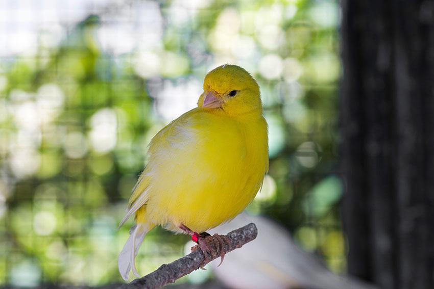 https://cdn.omlet.co.uk/images/originals/canary-perched-in-outside-aviary.jpg