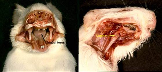 Narrow dental arcade, hump at base of tongue, the acute orotracheal angle and long incisors make these types of small mammals difficult to intubate