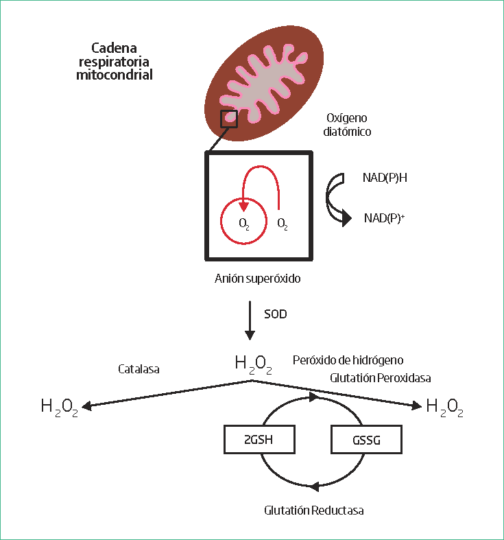 Esquema del ciclo REDOX en la regulación de las ERO (Aitken y Roman, 2008).