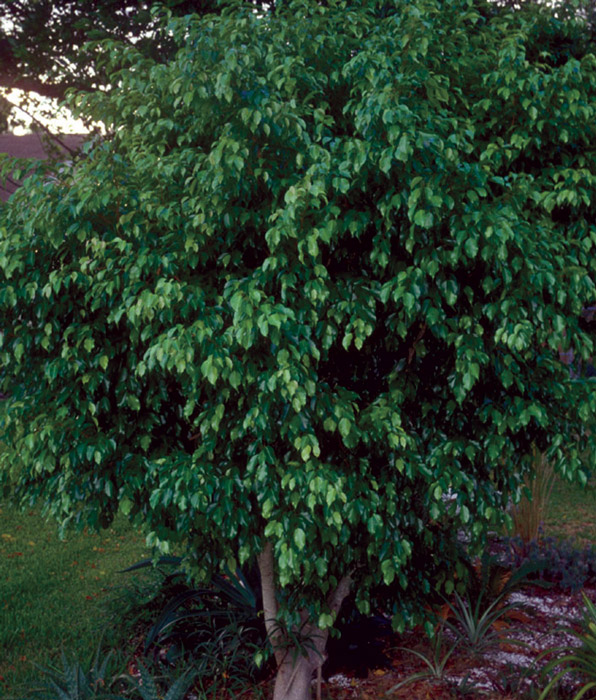 Ficus benjamina.