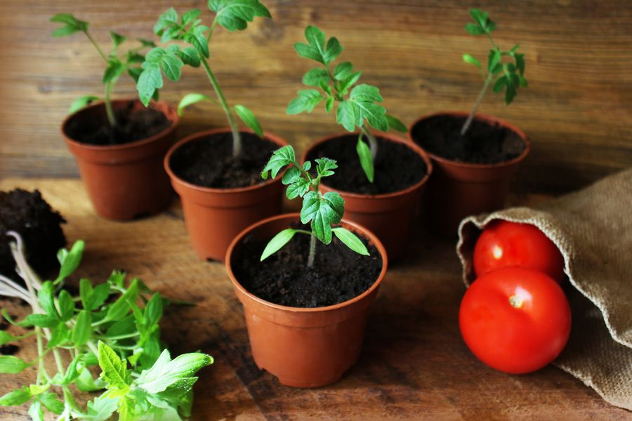 Tomato seeds planted in small containers filled with soil, ready for germination and growth