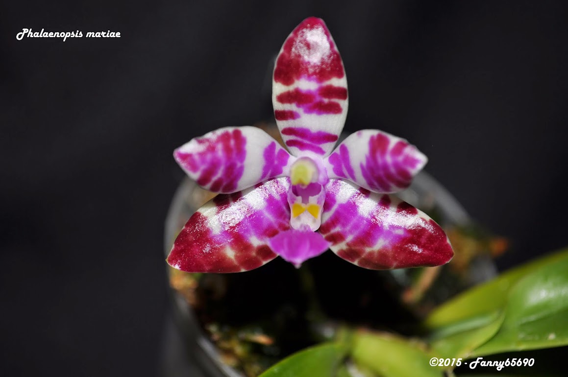 Phalaenopsis Tigerette (mariae x lueddemanniana) EHq5sFbMusWH6uCm_FcMLwiNDj2L72FUxxY5LW-aiBo=w1159-h770-no