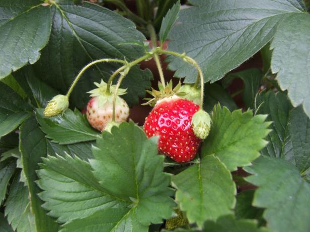 Plan Your Fruit and Vegetables Growing by Season | HGTV