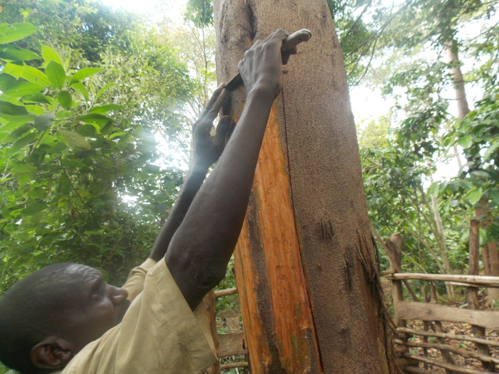 Persona negra con una herramienta en la mano, con manos extendidas hacia el tope de un tronco, rebanando su corteza.