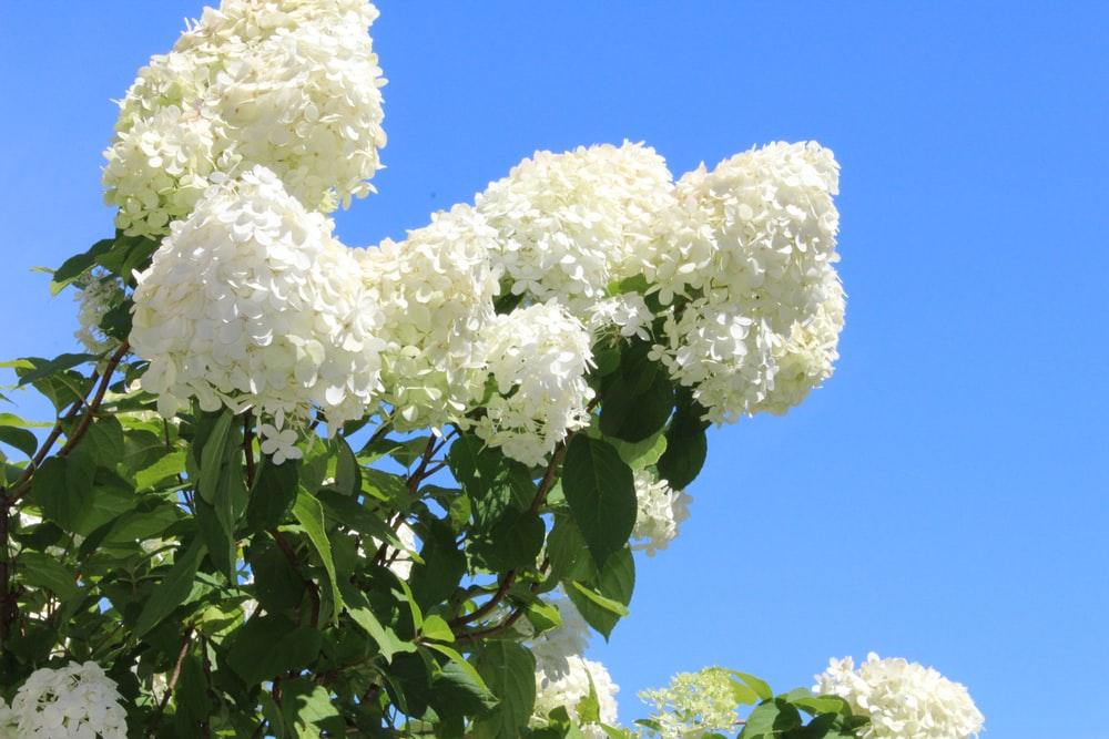 biały kwiat pod błękitnym niebem w ciągu dnia