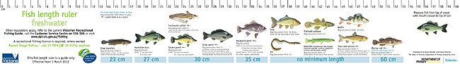 Image result for fish ruler