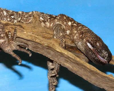 Image result for mexican beaded lizard cage