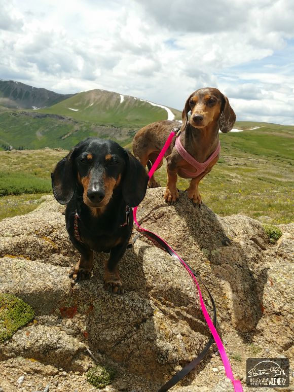 Chester and Gretel hanging out on Independence Pass, CO