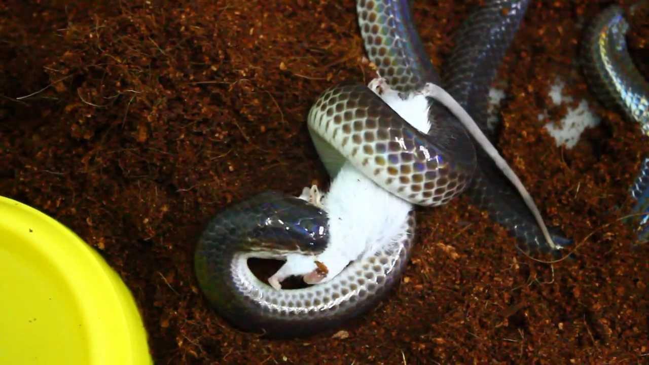 Resulta ng larawan para sa feeding sunbeam snakes
