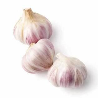 garlic