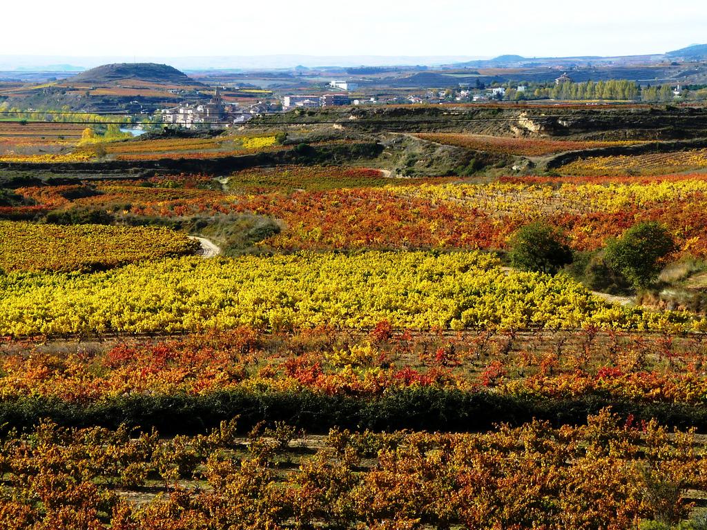 File:Viñedos en Briñas.jpg - Wikimedia Commons