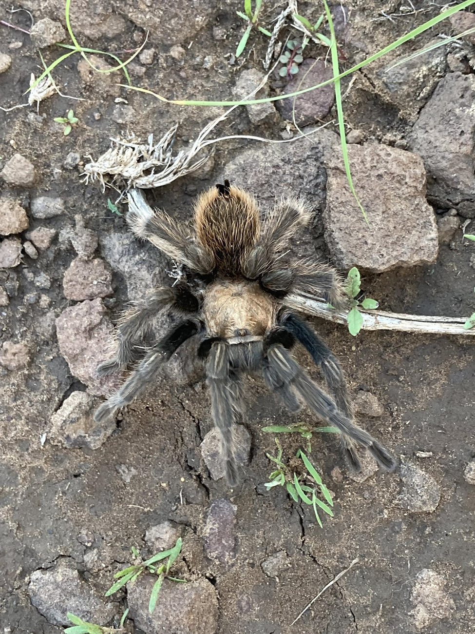 Male Arizona Blonde (Aphonopelma chalcodes) on top of the stones