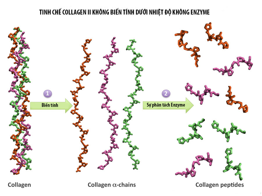 collagen-khong-bien-tinh