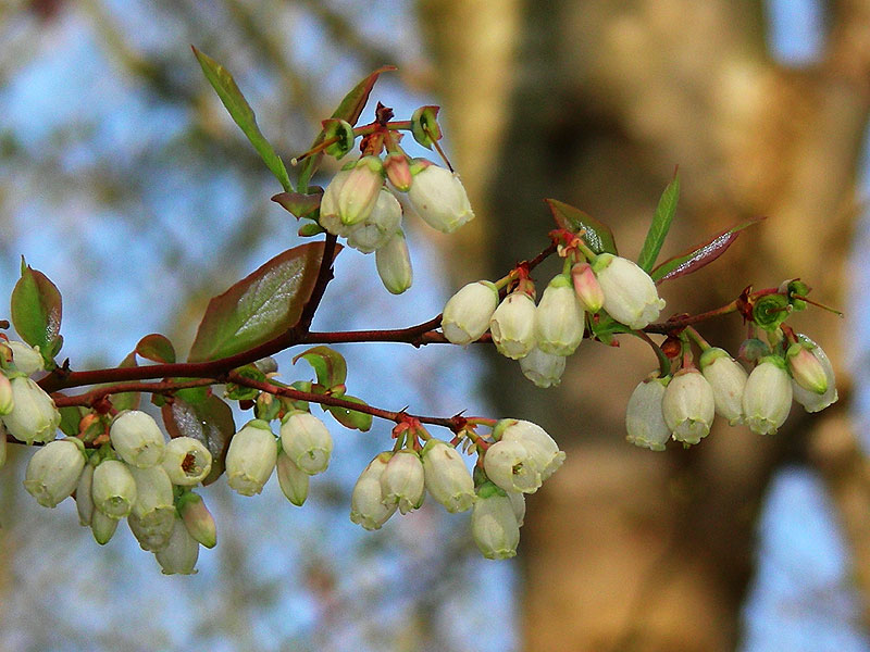 vaccinium_corymbosum.jpg