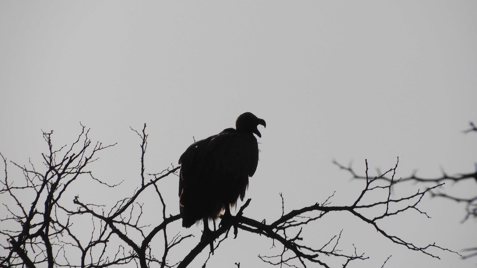 Vulture sihouet Hlane eSwatini