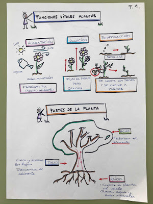 TERCERO de LA PIEDAD: VISUAL THINKING NATURALES: LAS PLANTAS