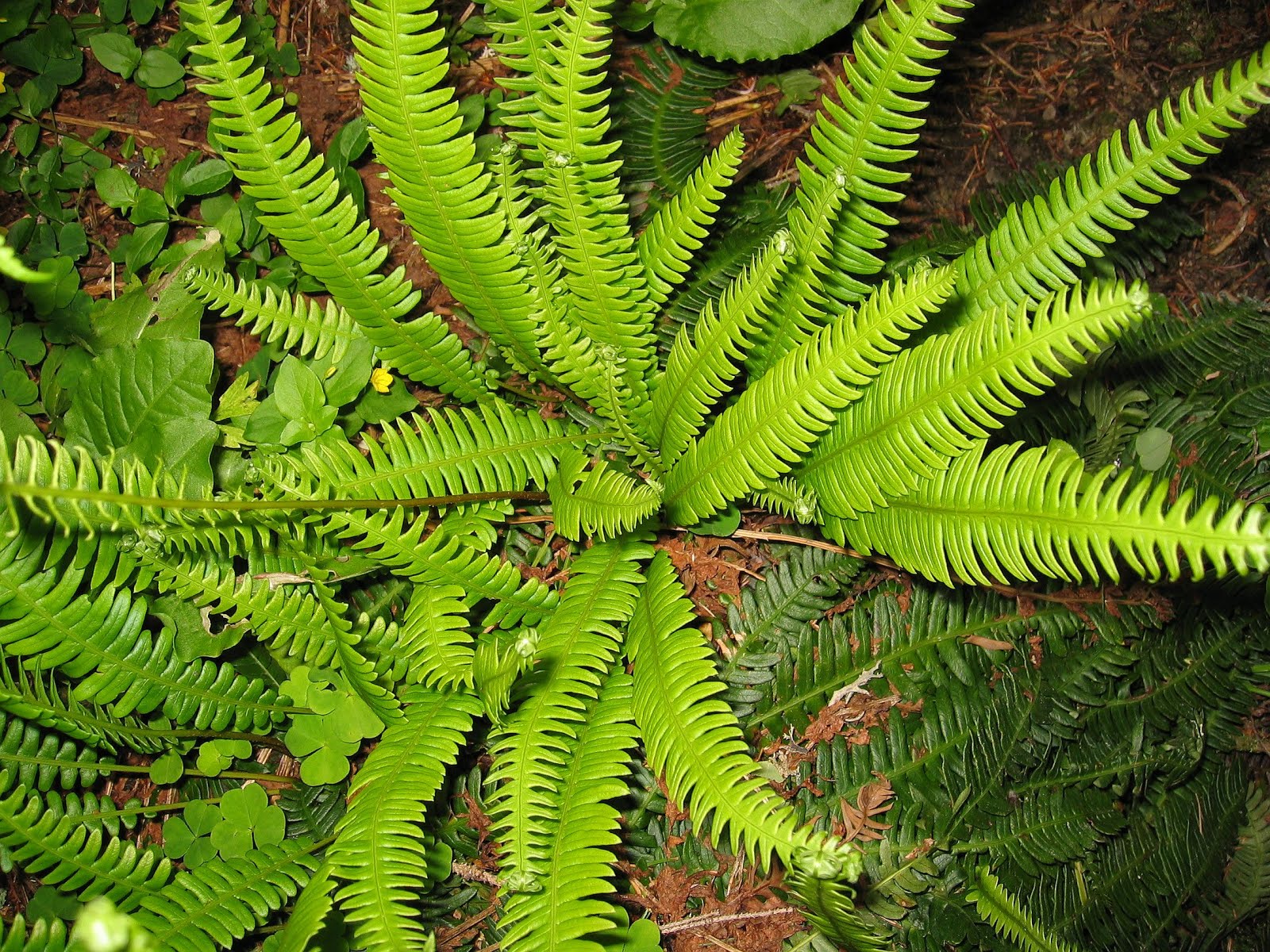 List of native Oregon plants