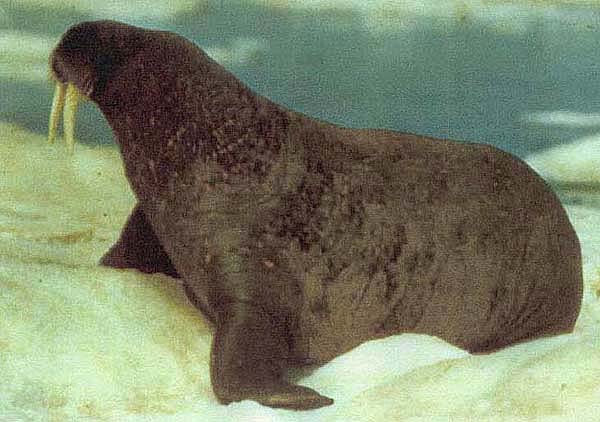 Adult male Pacific walrus