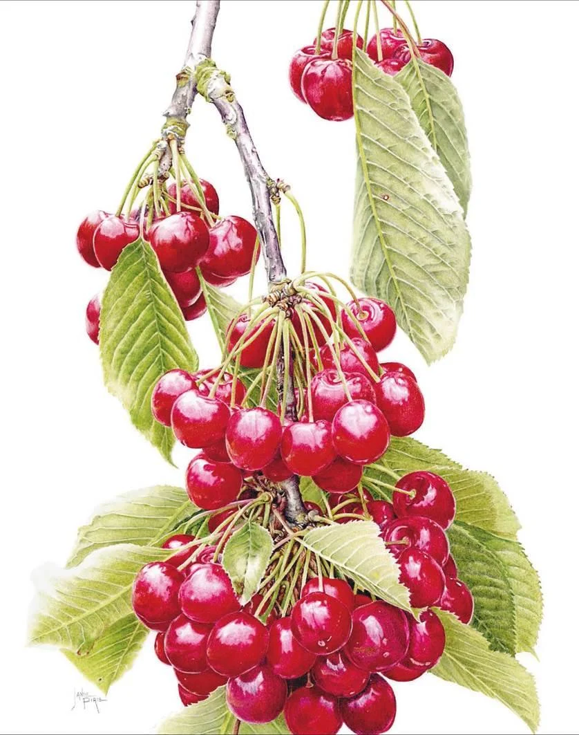 D:\0 wd yedek\acr yedek\1 film indirme\botanicheskaya_illyustraciya2_files\image220.jpg