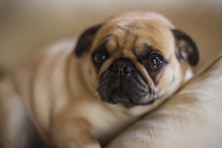 Dog Whining: Why Do Dogs Whine?