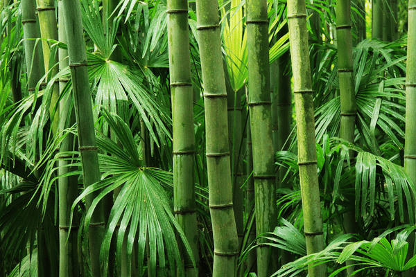 Jardim de Bambus para decoração de piscinas.