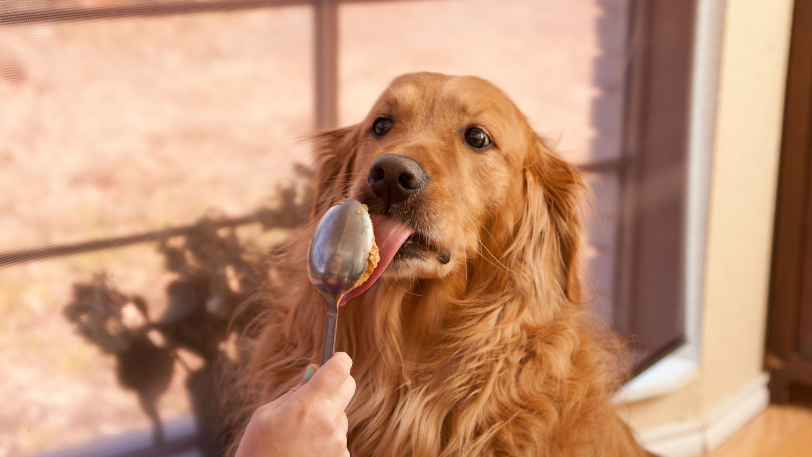 Artificial sweeteners are dangerous for your dog's health.