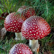 К чему снятся грибы?