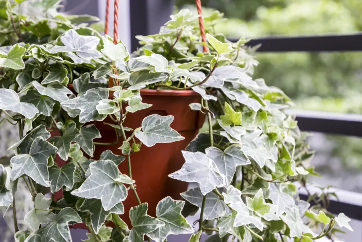 English Ivy (Hedera helix)