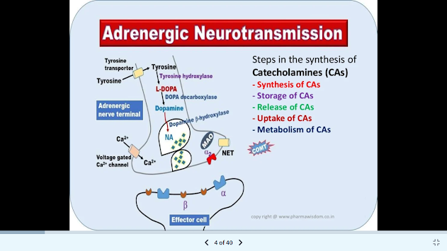 JoVE Science Education > Drugs Acting on Autonomic Nervous System:  Adrenergic Agonists and Antagonists Agents