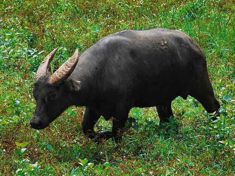 Mindoro dwarf buffalo or Tamaraw (Bubalus mindorensis). A tamaraw bull (Bubalus mindorensis) crossing a grassy field. Adult bulls are locally called toro and are rightly respected for their size and surprising agility. Taken by Gregg Yan in 2012 at the Mount Iglit-Baco National Park in Occidental Mindoro Province, Philippines. (Credit: Gregg Yan).