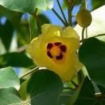 Portia Flower
