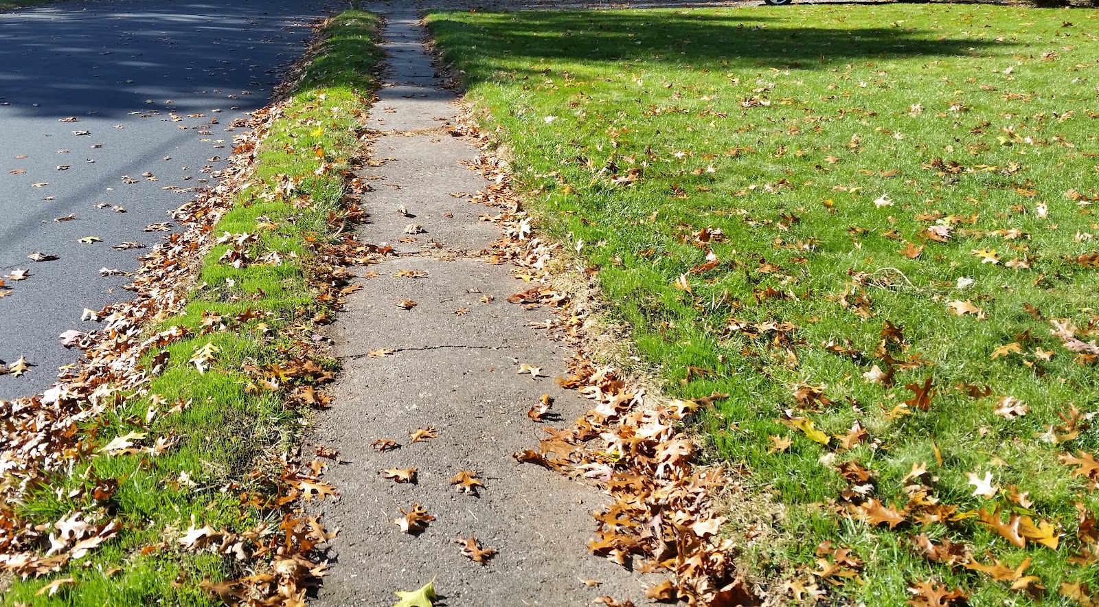 Improved Lawn by October