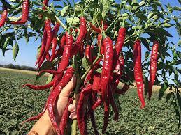 A picture containing grass, outdoor, tree, hot pepper

Description automatically generated