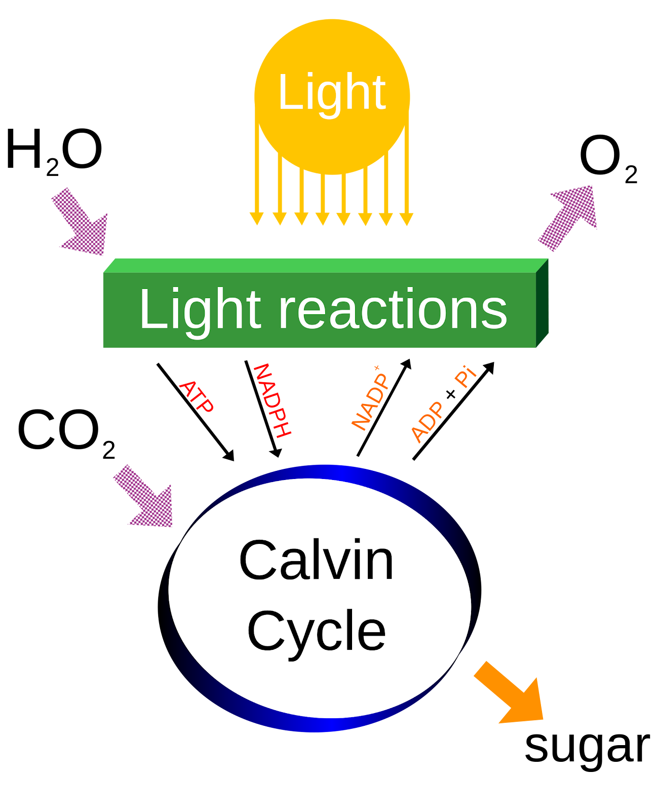 2000px-Simple_photosynthesis_overview.svg.png