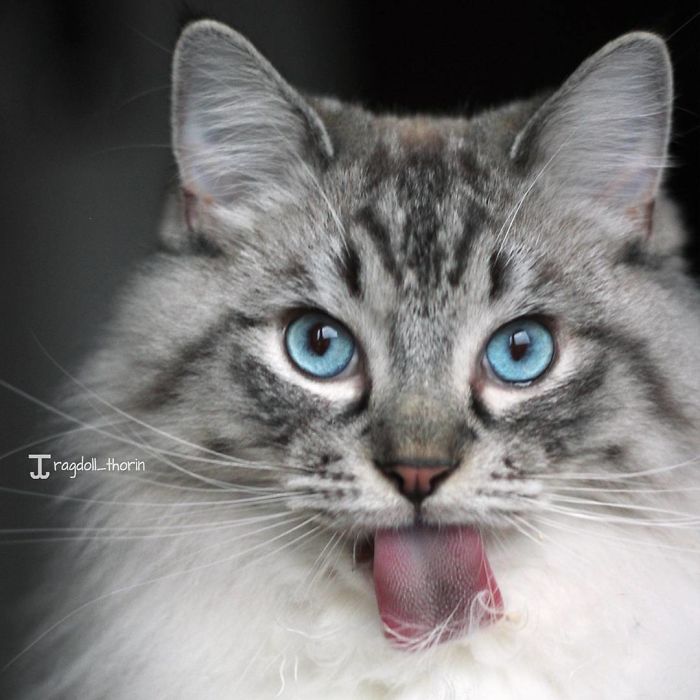 Meet Thorin, My Cat With The Incredibly Long Tongue