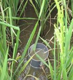 Saving Water with Alternate Wetting Drying (AWD) - IRRI Rice Knowledge Bank
