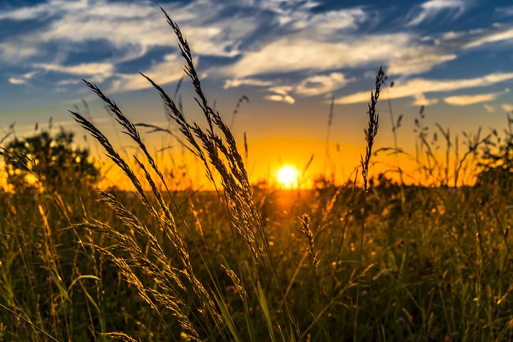 Sun Set, Pretty Day, Tall Grass 