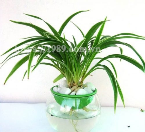 [TOP 15] LOẠI CÂY TRỒNG TRONG NƯỚC ĐẸP, DỄ CHĂM SÓC