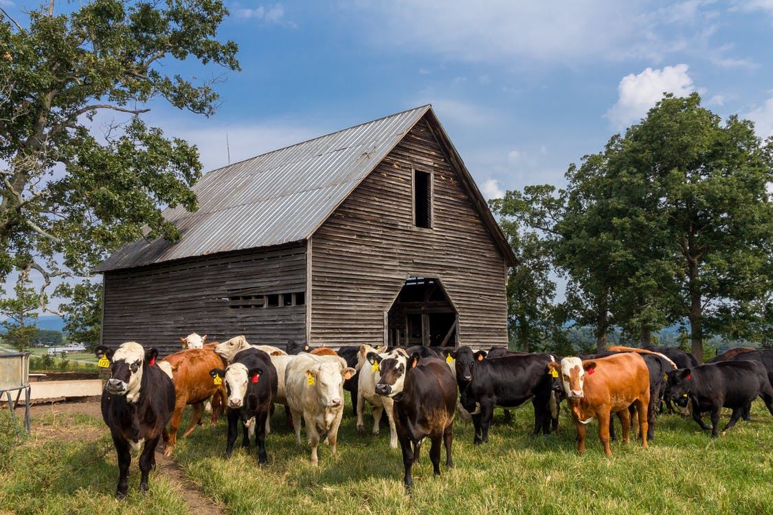 Cows in front of barn