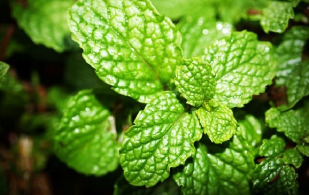 daun mint Tanaman Pengusir Tikus