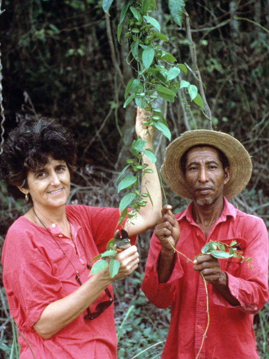 Photograph Dr. Rosita Arvigo and Polo Romero showing Dioscorea fruits in the field, from The Belize Ethnobotany Project landing page at NYBG.org.